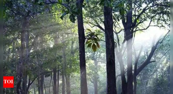 India's forest cover expanded by mere 2.5% in 10 yrs but 'very dense' cover grew 22.7% | India News - The Times of India