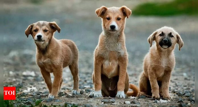 These dogs can actually think like humans — surprisingly smarter than children | - The Times of India