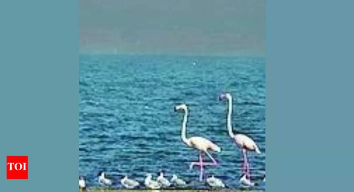 Two Bihar wetlands join global list of Ramsar sites | India News - The Times of India