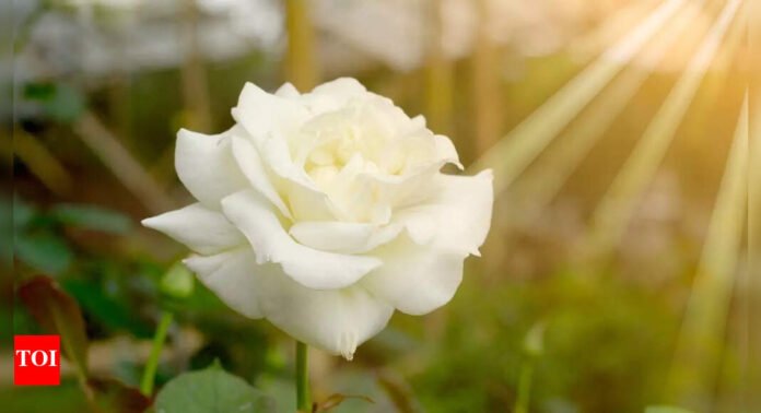 Understanding why rose petals curl: How stress, geometry, and biology shape their elegant forms | - The Times of India