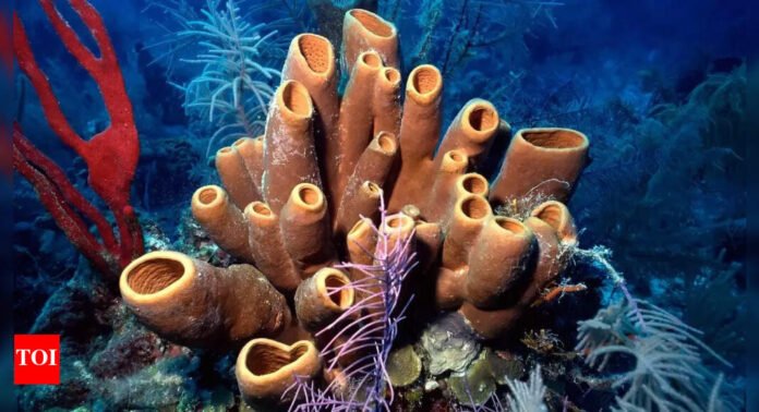 Ancient sea sponges in 541-million-year-old fossils could be Earth’s first animals even before dinosaurs | - The Times of India